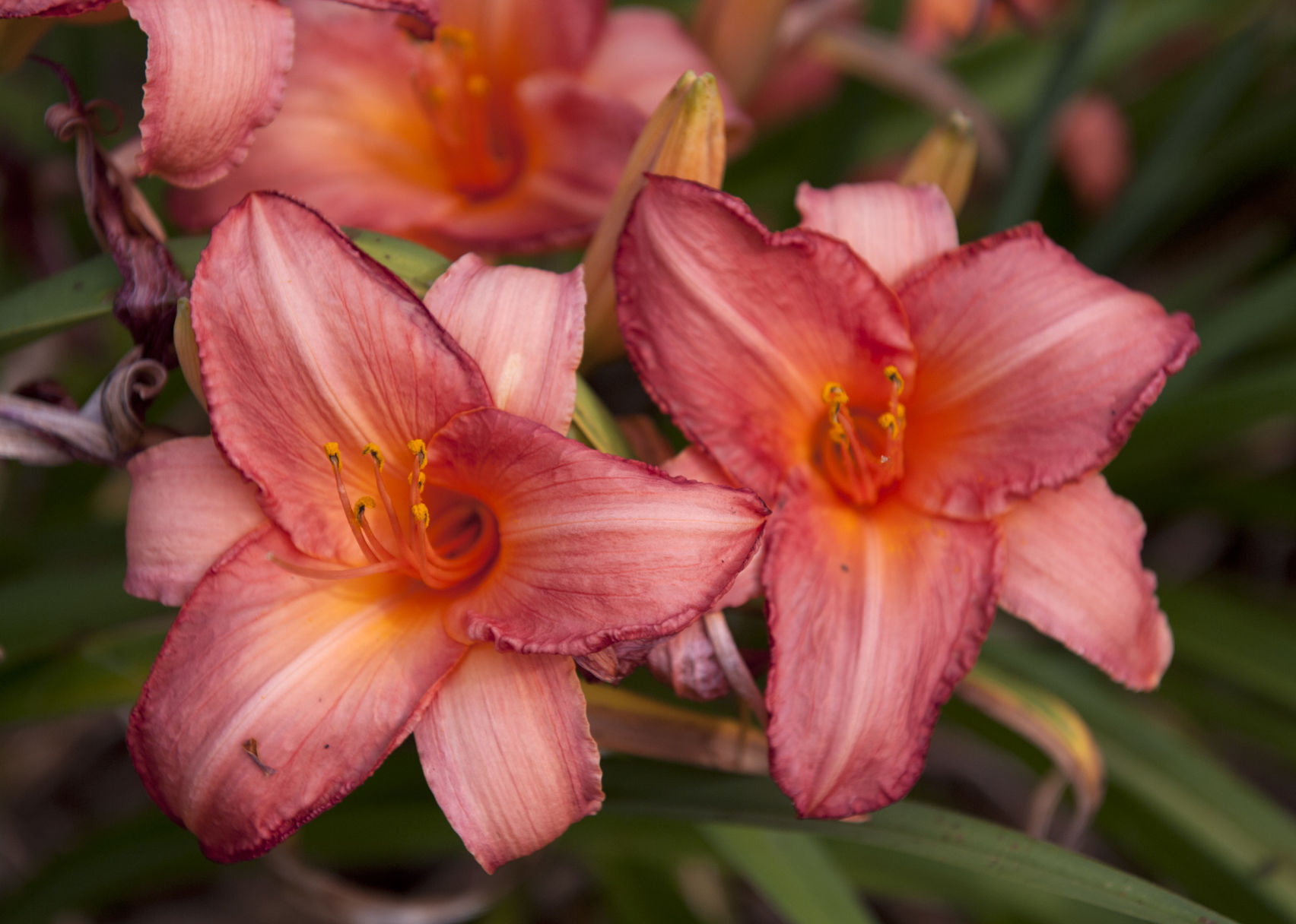 Davis Boxwood & Daylily Nursery